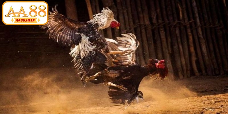 Đá gà Thomo là hình thức thi đấu và cá cược gà chọi diễn ra tại trường gà Thomo