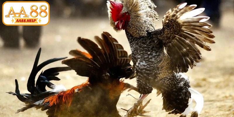 Đá gà trực tiếp Thomo 24/7 giúp kết nối người chơi trên toàn quốc và quốc tế