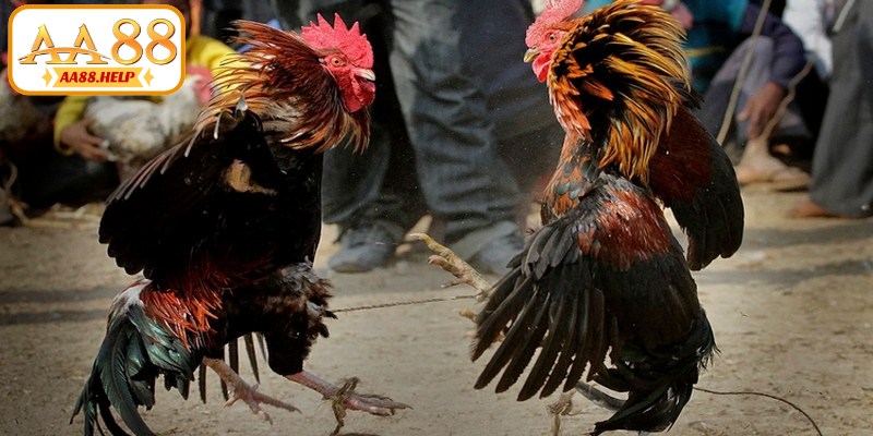 Nắm bắt lưu ý khi tham gia đá gà trực tiếp Thomo 24/7