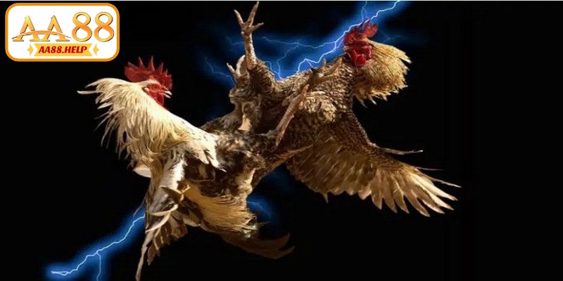 Thuật ngữ đá gà là hệ thống từ vựng chuyên dụng trong lĩnh vực chọi chiến kê