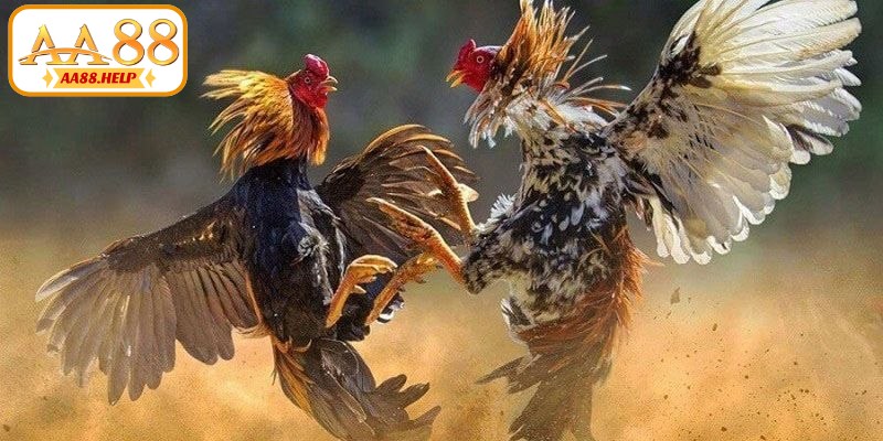 Các nhóm thuật ngữ đá gà phổ biến nhất hiện nay