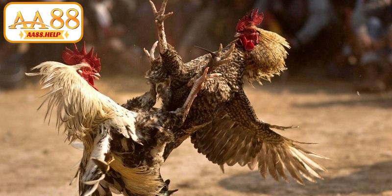 Lưu ý khi sử dụng và học các thuật ngữ đá gà