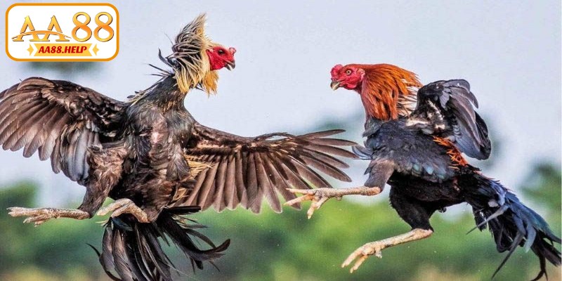 Trường gà Campuchia là nơi tổ chức các hoạt động đấu chiến kê hợp pháp