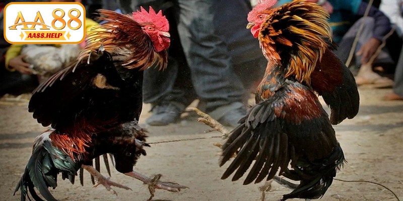 Lý do trường gà Campuchia thu hút người chơi Việt Nam