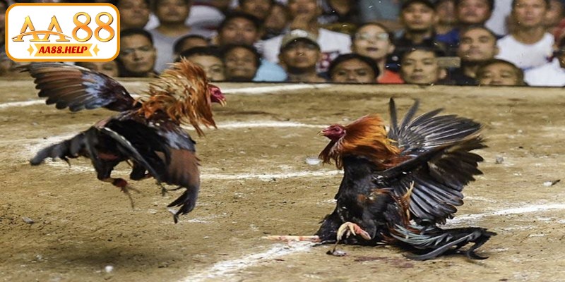 Lưu ý quan trọng khi tham gia chơi tại trường đấu gà Campuchia